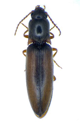 Agriotes acuminatus